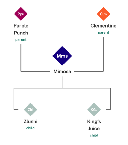 Mimosa Feminized Seeds